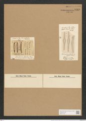 Rhoicosphenia ? fracta (Schum.) Rabenh. (de-Toni-Nr.: Genus 38, Species 1793) Zeichnungen Sammlung Grunow Nr. 3569 (NHMW-BOT-W0371153)